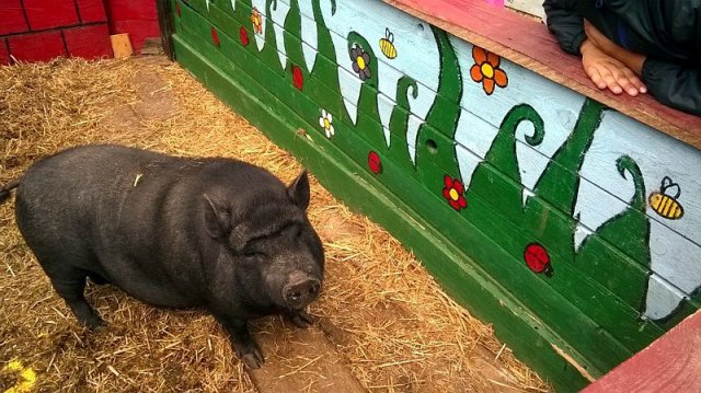 11536112_854121171350684_3845278000804519857_n